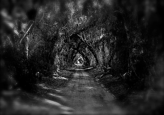 A dark tunnel of twisted trees over a shadowed path
