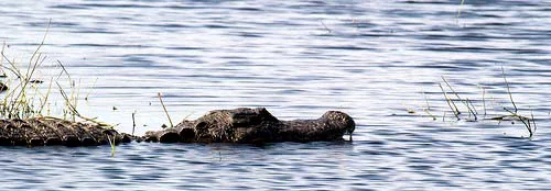 An alligator cutting a line through lake water