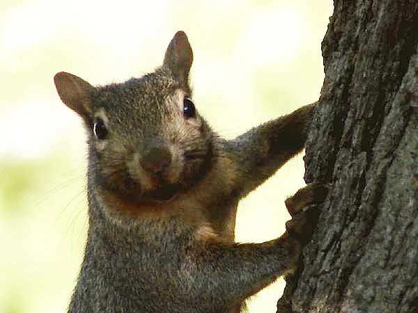 A curious squirrel peeking around a tree trunk